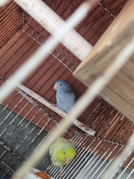 Casal de forpus  para venda