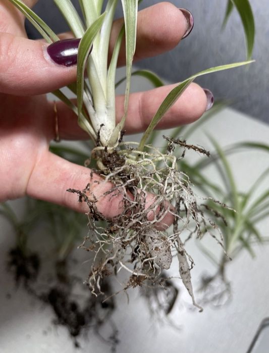 Хлорофітум вазони