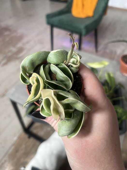 Хойа компакта варієгата