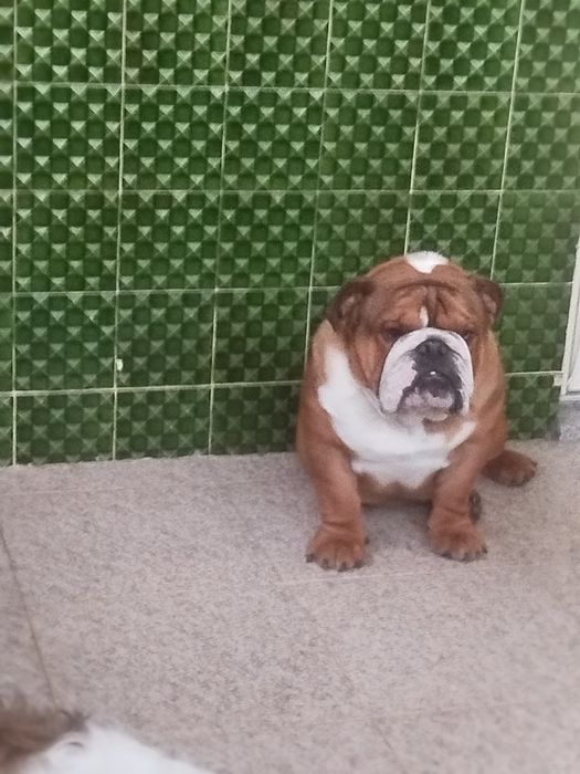 Bulldog inglês fantásticos