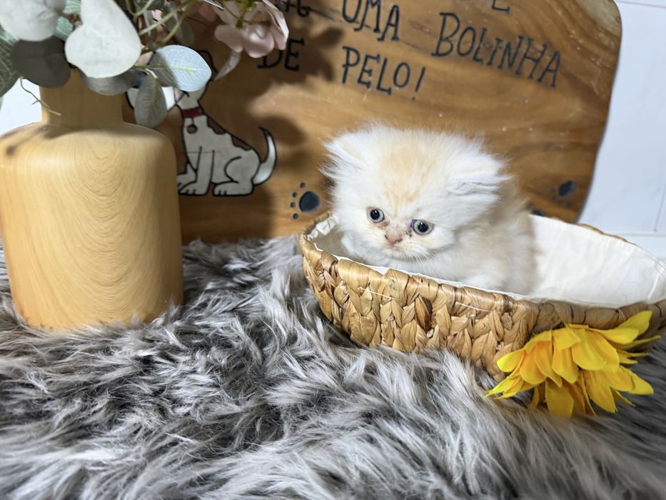 Gato persa menino