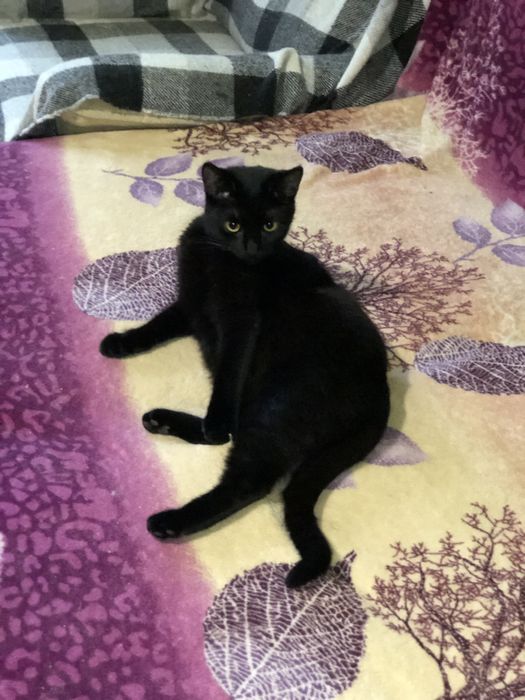 Кот 1 год Космос бесплатно