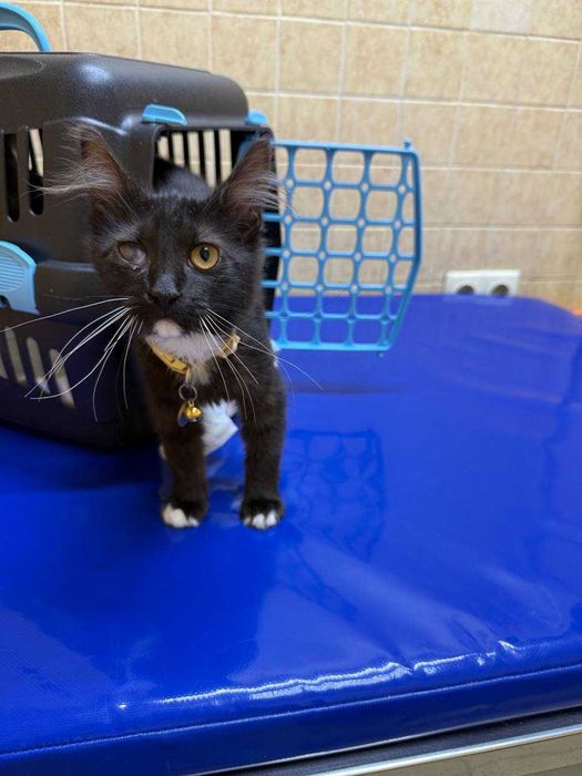 Кошечка черная белая кот котик котята девочка 5 месяцев ищет семью бесплатно харьков