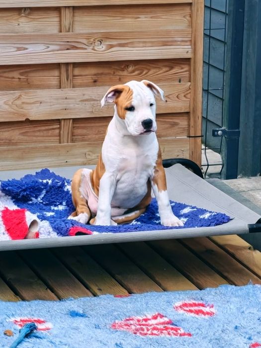 Amstaff SAMIEC Rudo-Biały!