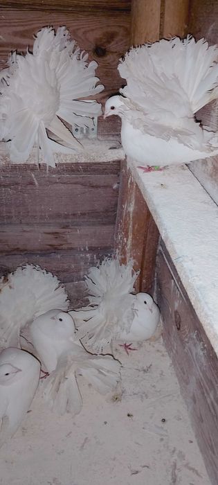 Pawiki Chalin Ryszarda