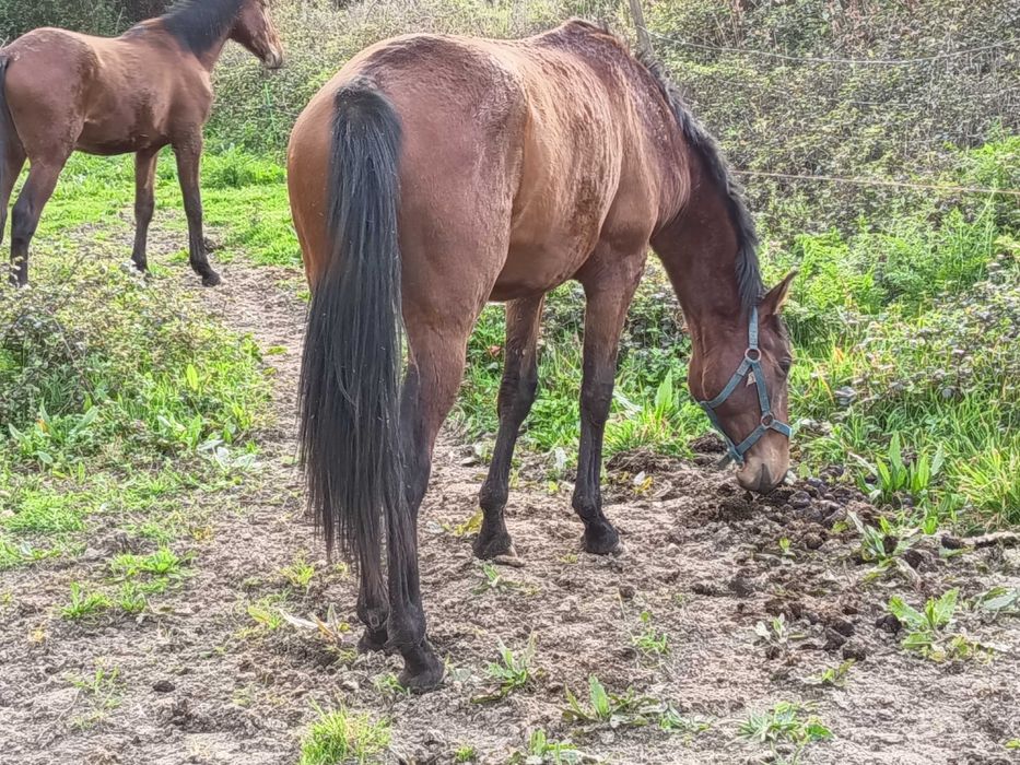 Poldro Lusitano filho de Lord Plus