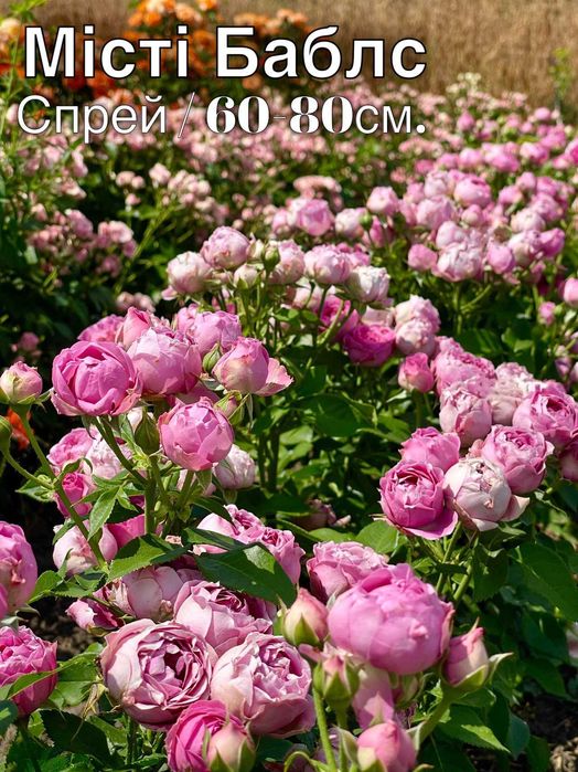 Саженцы роз, Спрей, Троянди Чайно гибридні, Флорибунда