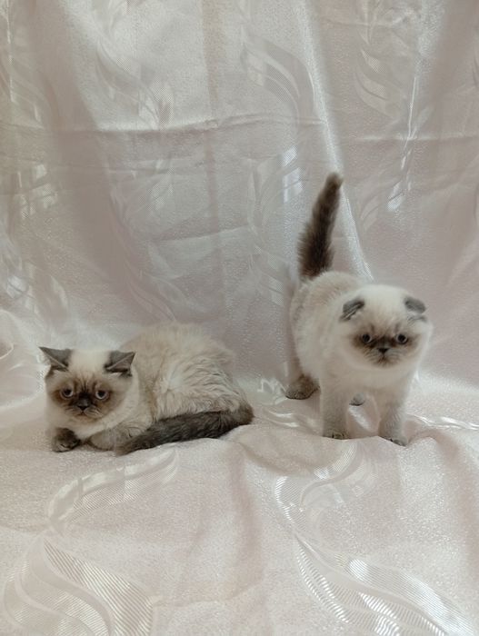 Колорні котики і киці