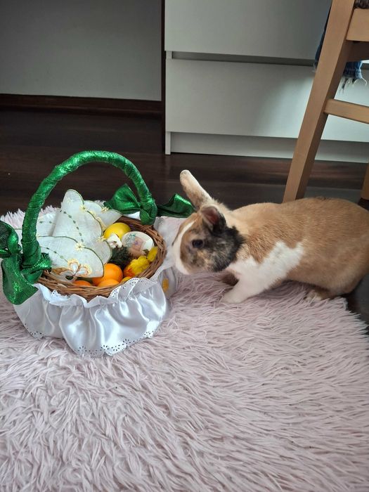 Królik domowy piękny zadbany