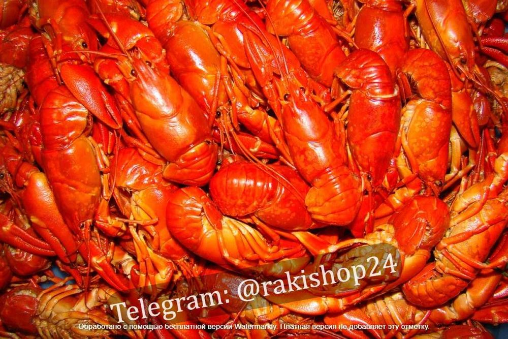 Продам живих та варених раків. Доставка.