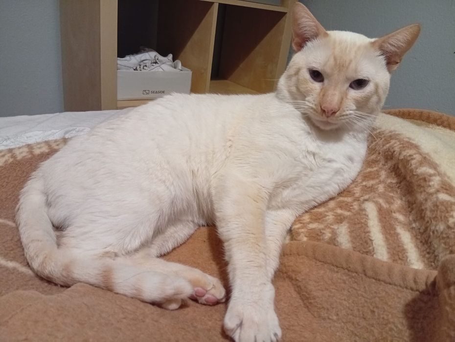 Gatinhos para adoção *urgente*