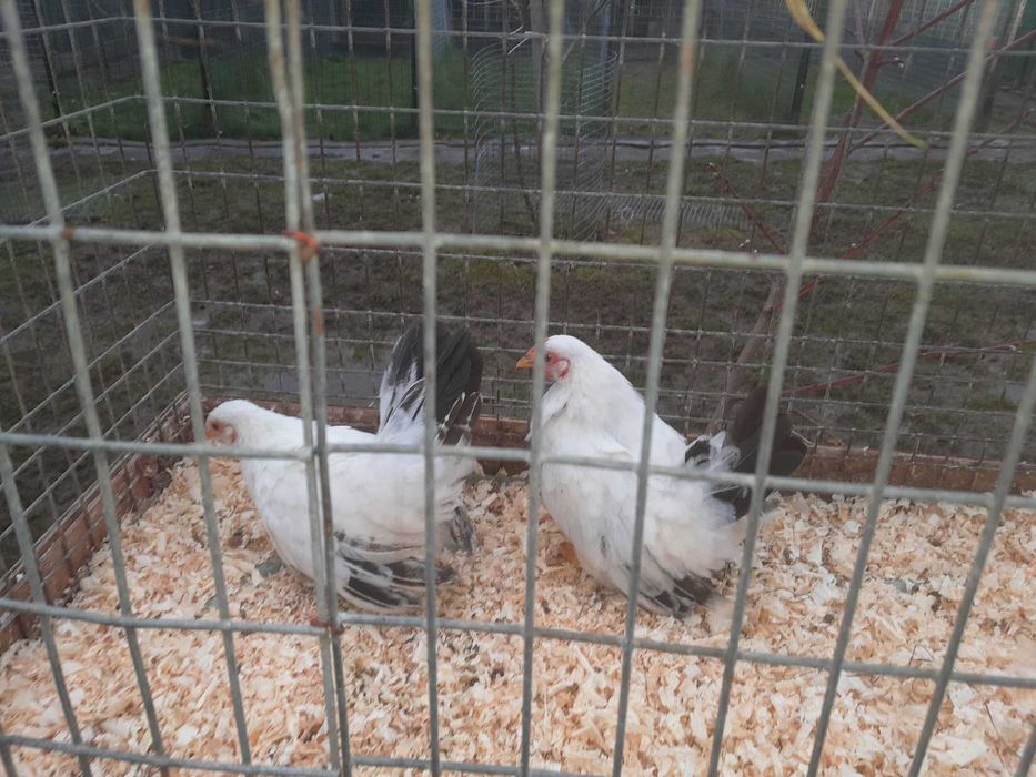 Kury chabo białe na czarnym ogonie