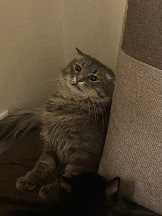 Кот Миша  с купянска,2,6 года,отдам бесплатно