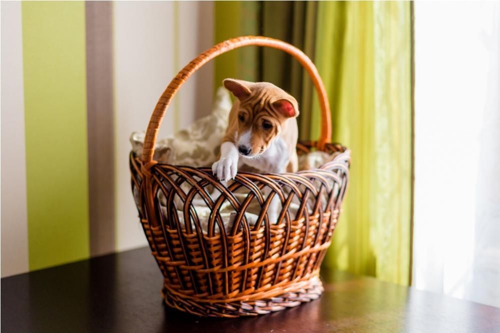 Щенки басенджи - Питомник Dream Of Congo (FCI-UKU)