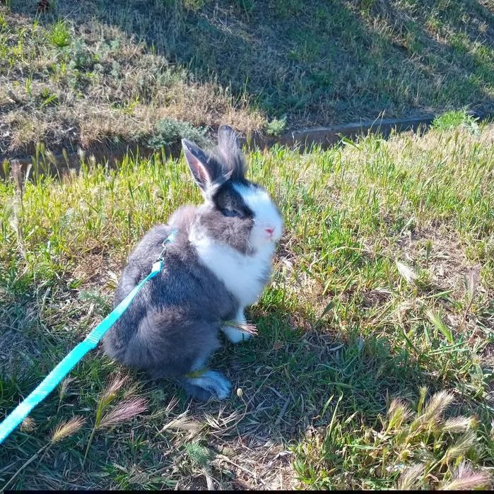 Віддам в хороші руки