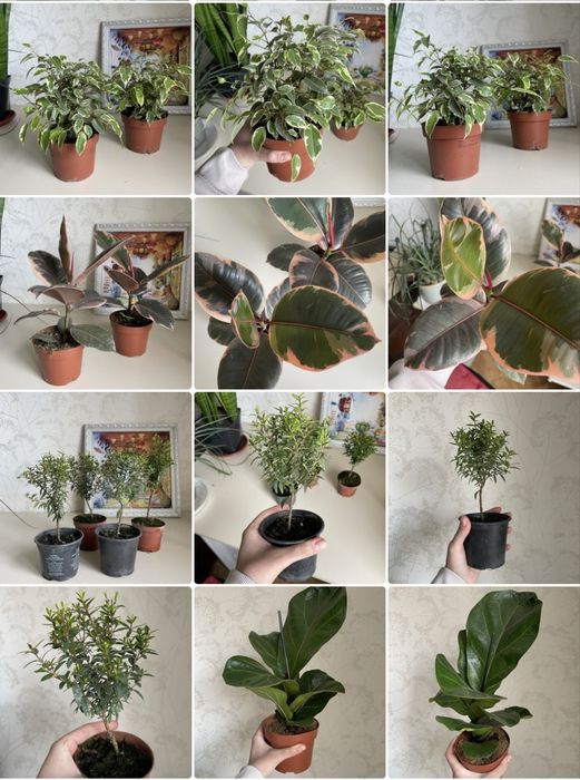 Лірата фікус бамбіно