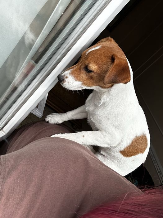 Джек рассел терьер