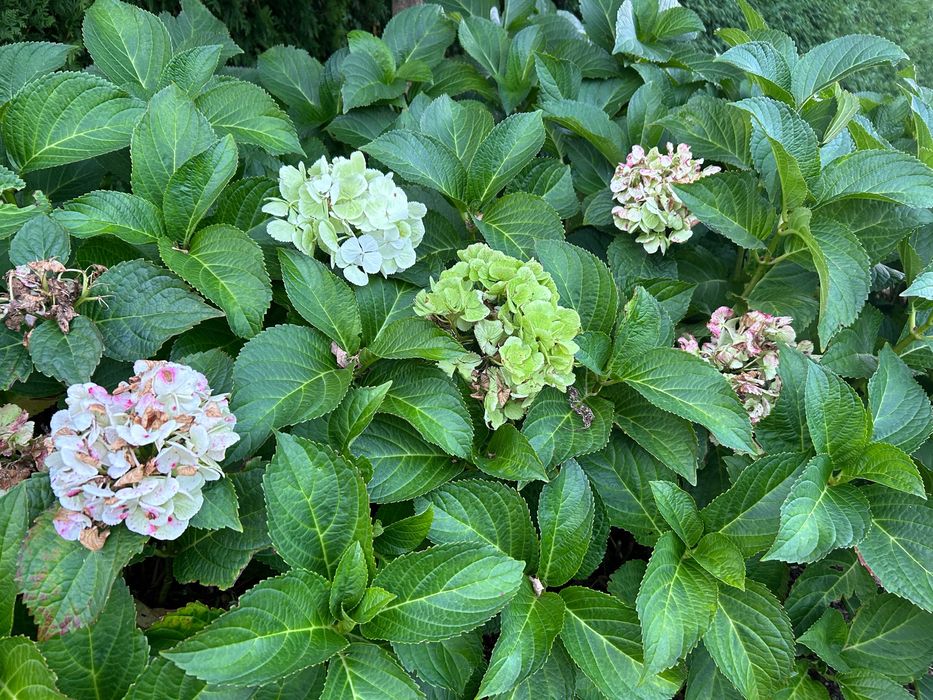 Hortensja ogrodowa biała Hydrangea macrophylla