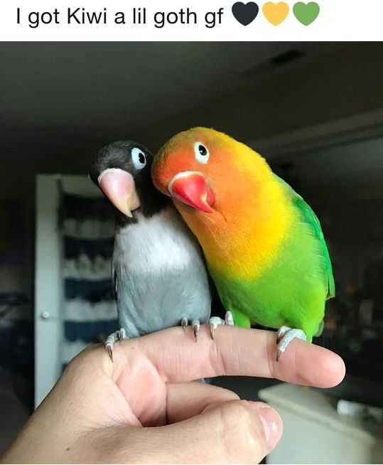 Vendo agapórnis domesticados