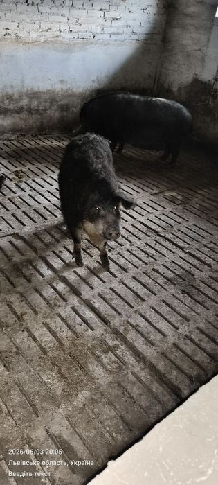Продам сільськогосподарських тварин, вівці, барани, свині угорська мангалиця.