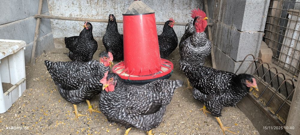 Ovos para incubação das raças portuguesas
