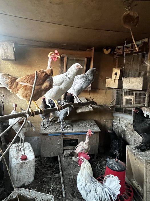 Galos e Galinhas varias raças