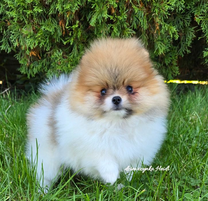 Szpic miniaturowy pomeranian suczka