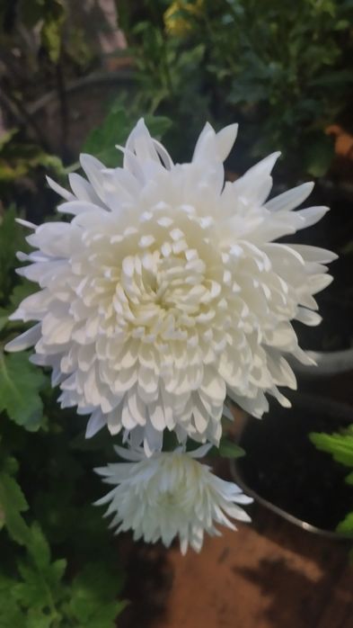 Продам хризантеми.