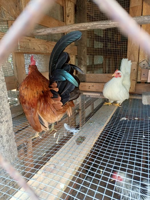 Ovos das seguintes raças