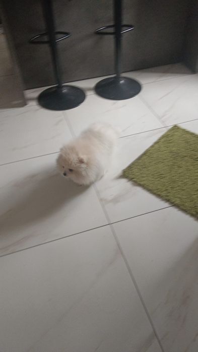 Szpic miniaturowy pomeranian
