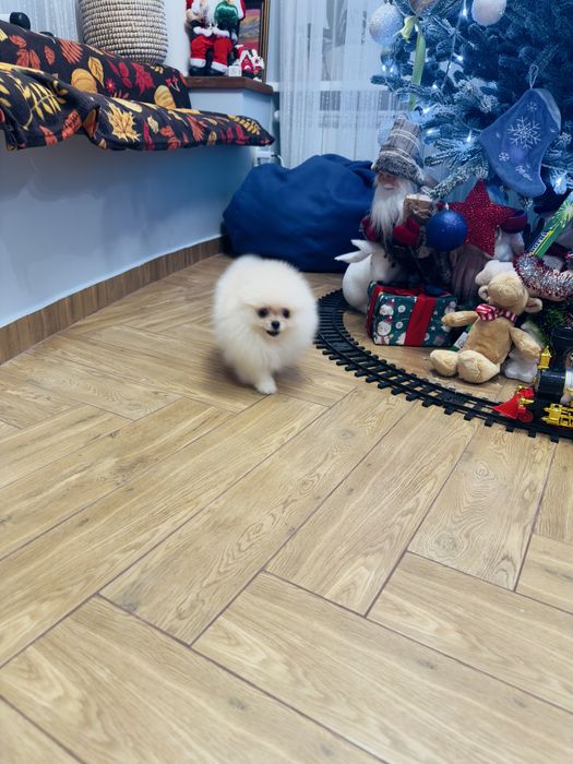 Міні  дівчинка померанський шпіц