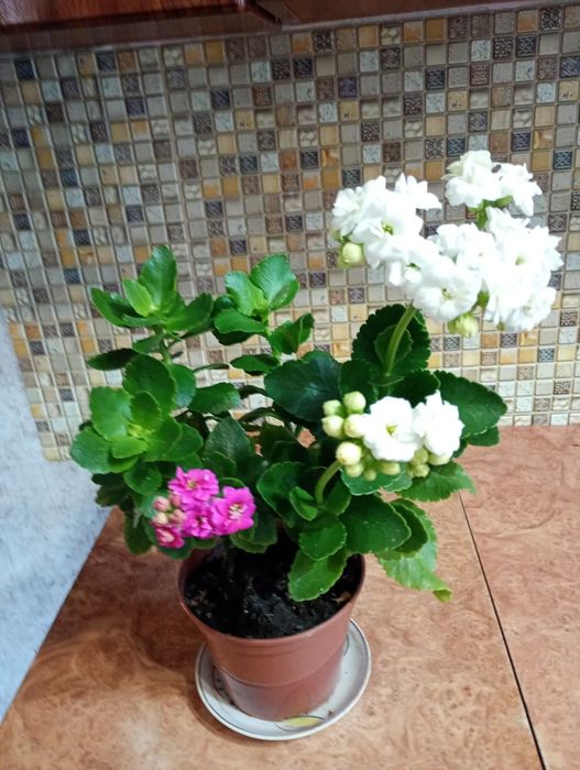 Каланхое різних кольорів пропоную