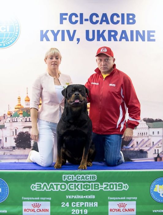 Питомник Iz Vom Haus Honda Fortuna щенки ротвейлера.