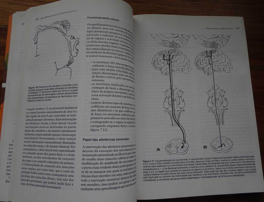 Bases Neurológicas dos Comportamentos