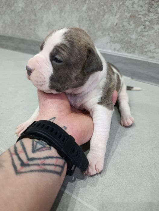 American staffordshire terrier Amstaff