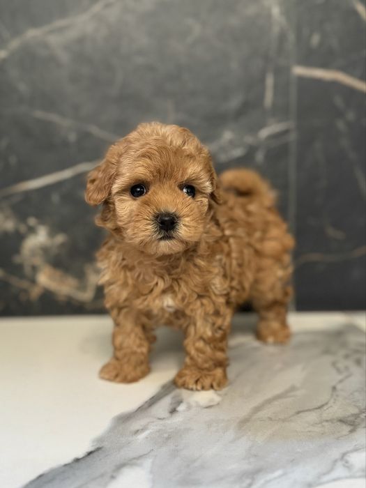 Дівчинка мальтіпу міні ф1. Ми в Луцьку