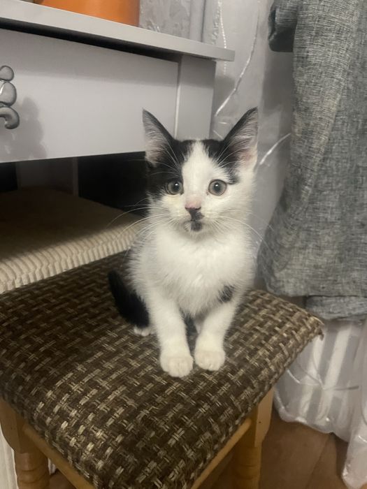 Котик в добрі руки