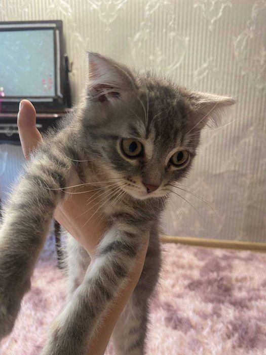 Віддам котика безкоштовно