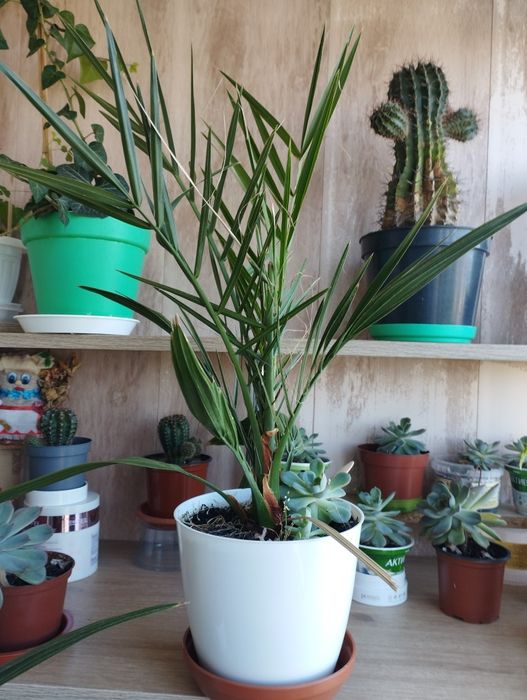 Продам кімнатні рослини. Фікус, пальми, цитрусові