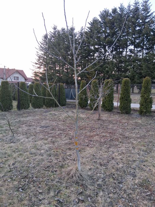 Orzech włoski drzewko