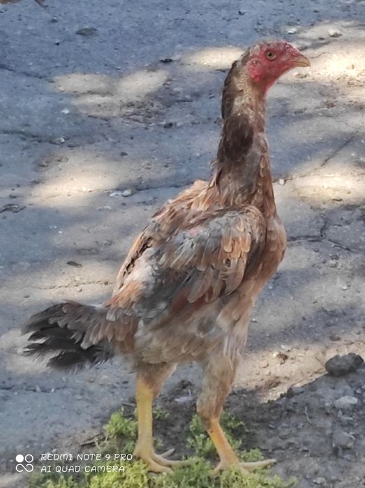 Кури породи Шамо