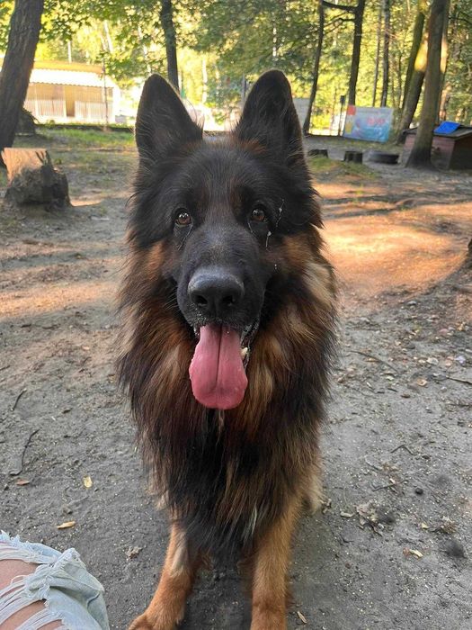 Piękny owczarek Gor poleca się do adopcji