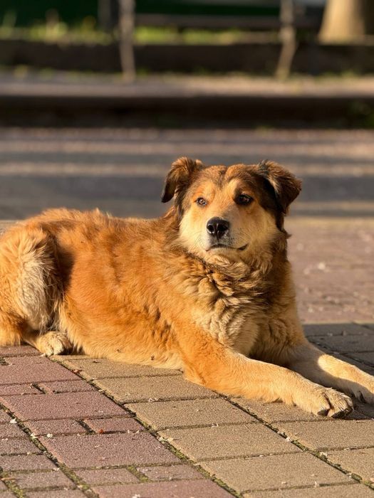 Віддам гарну собачку в хороші руки