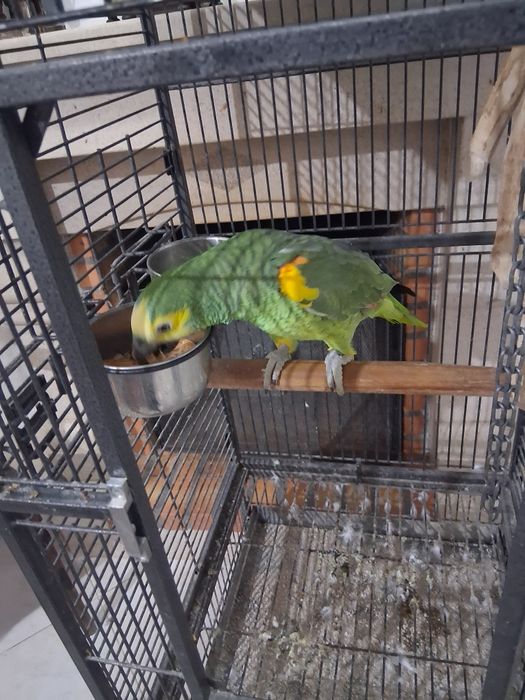 Papagaio amazonas e gaiola