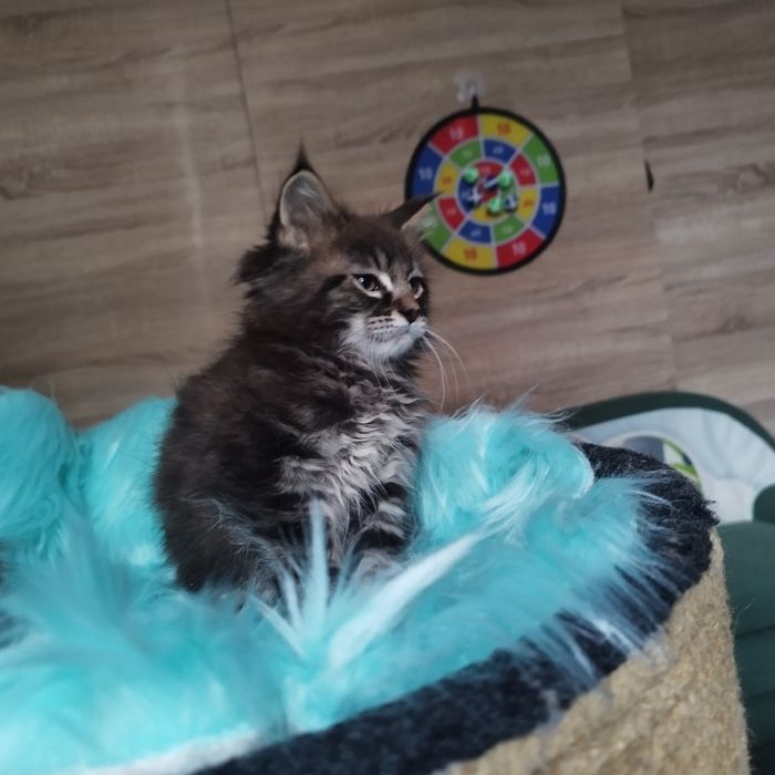 Dziewczyna Maine Coon