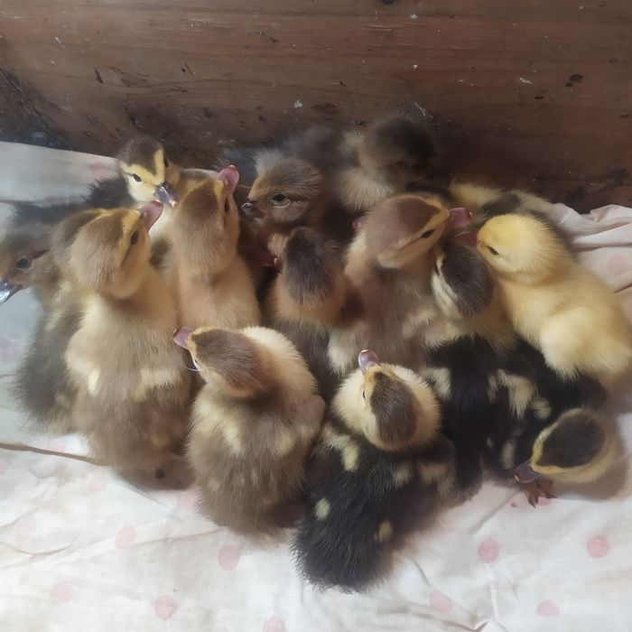 Продам каченят мускусної качки ,шипун,індокачка від 60 грн (різного в