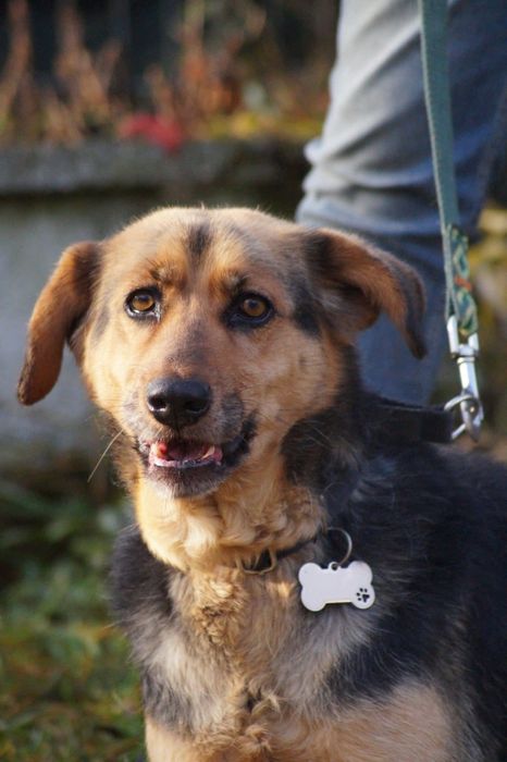 Łagodna i wierna suczka- adoptuj Elke