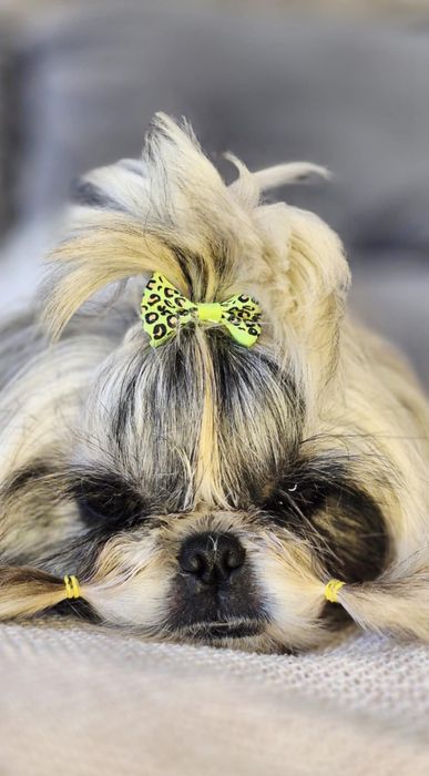 Shih-tzu ponad roczny