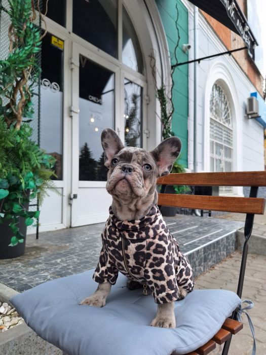 Солодка француженка