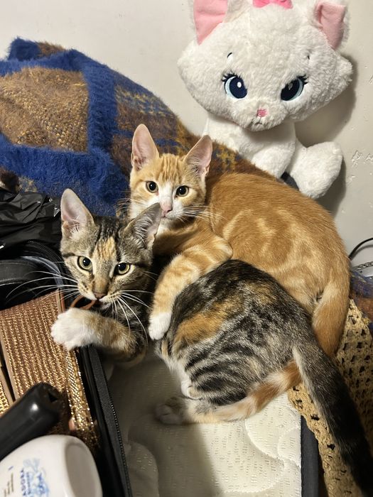 Gatinhos para Adoção Responsável – Zona de Sintra